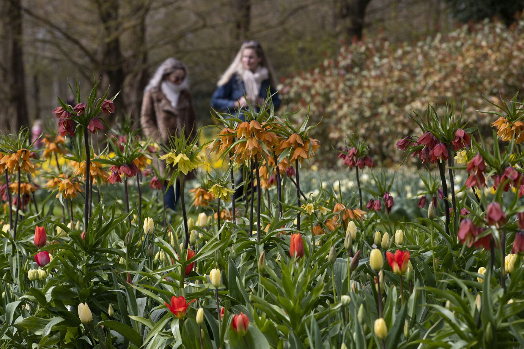 Virus Outbreak Netherlands Tulips